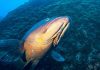 Clube Naval da Horta promove “Azores Triangle Seas Photo Challenge“ DR/CNH