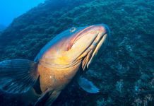 Clube Naval da Horta promove “Azores Triangle Seas Photo Challenge“ DR/CNH