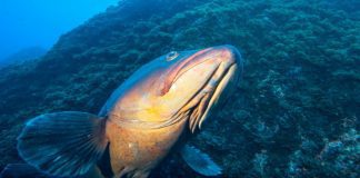 Clube Naval da Horta promove “Azores Triangle Seas Photo Challenge“ DR/CNH