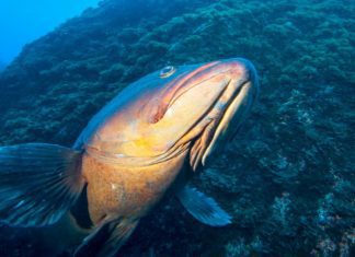 Clube Naval da Horta promove “Azores Triangle Seas Photo Challenge“ DR/CNH
