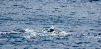 Travessia do Canal a Nado marca o arranque do Festival Náutico do CNH 2017 DR/CNH