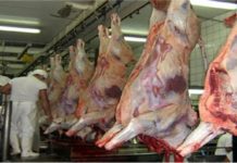 Abate de bovinos para consumo local continua a crescer nos Açores DR