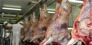 Abate de bovinos para consumo local continua a crescer nos Açores DR