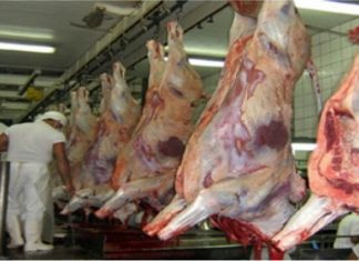 Abate de bovinos para consumo local continua a crescer nos Açores DR