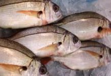 Governo dos Açores redistribui quota adicional de 34 toneladas de goraz para este ano DR
