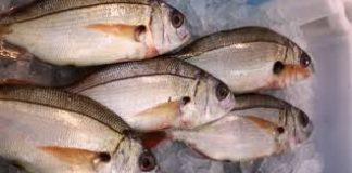 Governo dos Açores redistribui quota adicional de 34 toneladas de goraz para este ano DR