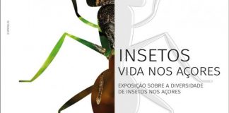 Exposição “Insetos – Vida nos Açores” no Faial DR