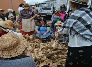 APADIF e Casa do Povo da Ribeirinha promovem desfolhada do Milho à Moda Antiga no Faial TI