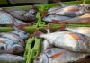 Governo dos Açores abre pesca de goraz ‘para o monte’ na Região DR