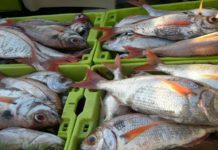 Governo dos Açores abre pesca de goraz ‘para o monte’ na Região DR