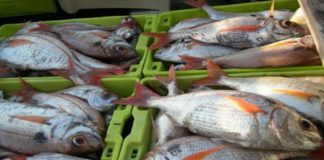 Governo dos Açores abre pesca de goraz ‘para o monte’ na Região DR