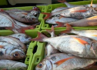 Governo dos Açores abre pesca de goraz ‘para o monte’ na Região DR
