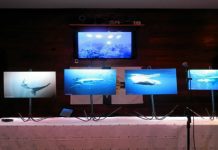 Martijn Schouten vence 1.ª edição do “Azores Triangle Seas Photo Challenge” TI