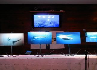 Martijn Schouten vence 1.ª edição do “Azores Triangle Seas Photo Challenge” TI