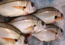 Novo modelo de gestão da quota de goraz rende mais de um milhão de euros aos pescadores DR