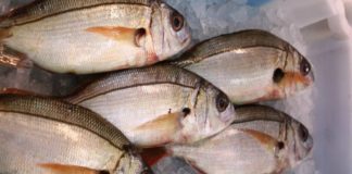 Novo modelo de gestão da quota de goraz rende mais de um milhão de euros aos pescadores DR