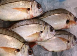 Novo modelo de gestão da quota de goraz rende mais de um milhão de euros aos pescadores DR