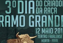 Em Maio – Faial recebe 3º dia da raça Ramo Grande DR