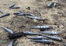 Porto Pim – Peixes mortos no areal da praia alertam banhistas DR