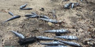 Porto Pim – Peixes mortos no areal da praia alertam banhistas DR
