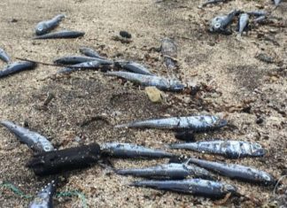 Porto Pim – Peixes mortos no areal da praia alertam banhistas DR