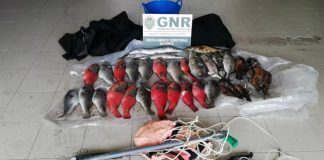 GNR – Apreendidos 37 quilos de pescado no Faial DR