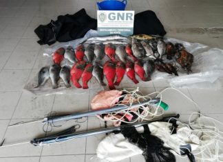 GNR – Apreendidos 37 quilos de pescado no Faial DR