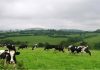 PRORURAL+ – Governo dos Açores abre candidaturas para apoios a projetos de instalação de jovens agricultores DR