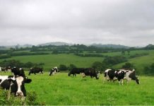 PRORURAL+ – Governo dos Açores abre candidaturas para apoios a projetos de instalação de jovens agricultores DR