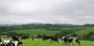 PRORURAL+ – Governo dos Açores abre candidaturas para apoios a projetos de instalação de jovens agricultores DR