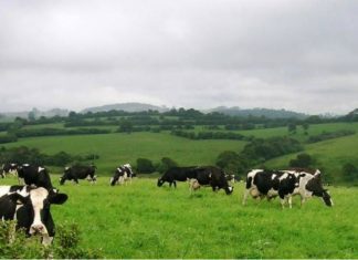 PRORURAL+ – Governo dos Açores abre candidaturas para apoios a projetos de instalação de jovens agricultores DR