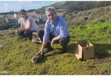 Conservação da Natureza e Educação Ambiental – Campanha SOS Cagarro decorre até 15 de novembro DR