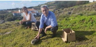 Conservação da Natureza e Educação Ambiental – Campanha SOS Cagarro decorre até 15 de novembro DR