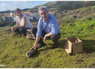Conservação da Natureza e Educação Ambiental – Campanha SOS Cagarro decorre até 15 de novembro DR