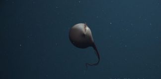 Submarino científico LULA1000 – Tripulação regista pela primeira vez enguia pelicano a caçar presa F. Rebikoff-Niggeler