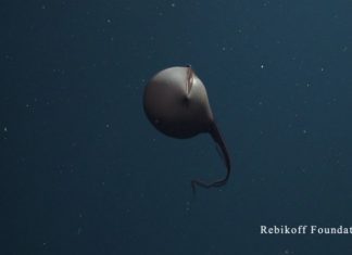 Submarino científico LULA1000 – Tripulação regista pela primeira vez enguia pelicano a caçar presa F. Rebikoff-Niggeler