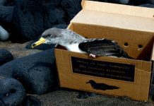 Campanha de salvamento do Cagarro nos Açores – ‘SOS Cagarro Móvel’ e galardão ‘Cagarro D’Ouro’ as novidades em 2018 DR