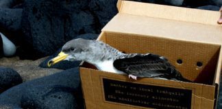 Campanha de salvamento do Cagarro nos Açores – ‘SOS Cagarro Móvel’ e galardão ‘Cagarro D’Ouro’ as novidades em 2018 DR