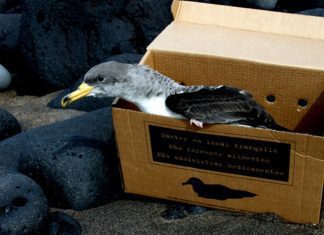 Campanha de salvamento do Cagarro nos Açores – ‘SOS Cagarro Móvel’ e galardão ‘Cagarro D’Ouro’ as novidades em 2018 DR
