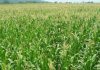 Apoios à Agricultura – Compensações aos produtores prejudicados pela seca pagas em 2019 DR