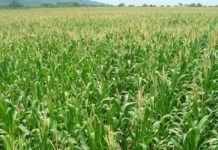 Apoios à Agricultura – Compensações aos produtores prejudicados pela seca pagas em 2019 DR
