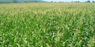 Apoios à Agricultura – Compensações aos produtores prejudicados pela seca pagas em 2019 DR
