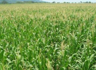 Apoios à Agricultura – Compensações aos produtores prejudicados pela seca pagas em 2019 DR