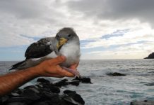 SOS Cagarro – Campanha de 2018 ajudou a salvar cerca de 4.780 juvenis nos Açores DR