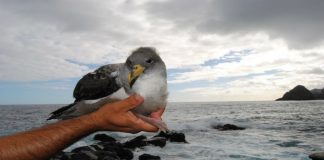 SOS Cagarro – Campanha de 2018 ajudou a salvar cerca de 4.780 juvenis nos Açores DR