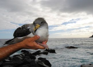 SOS Cagarro – Campanha de 2018 ajudou a salvar cerca de 4.780 juvenis nos Açores DR