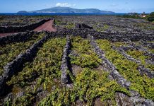 Paisagem da Cultura da Vinha da Ilha do Pico vencedora da edição de 2018 DR