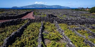 Paisagem da Cultura da Vinha da Ilha do Pico vencedora da edição de 2018 DR