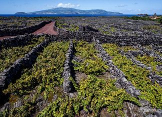 Paisagem da Cultura da Vinha da Ilha do Pico vencedora da edição de 2018 DR