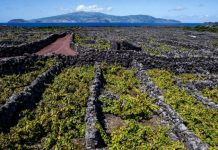 The New York Times – Açores um dos melhores sítios a visitar em 2019 DR